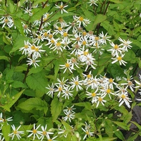 Eurybia (Aster) divaricatus 